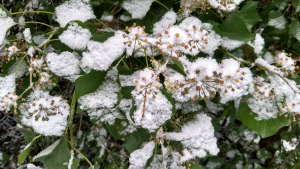 Snowfall on leaves and buds Christmas Eve 2017 by Dan Keusal