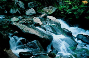 Talapus Trail Stream (by Dan Keusal)