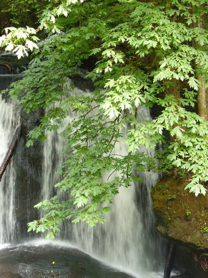 "Whatcom Falls, Bellingham WA" (by Dan Keusal)